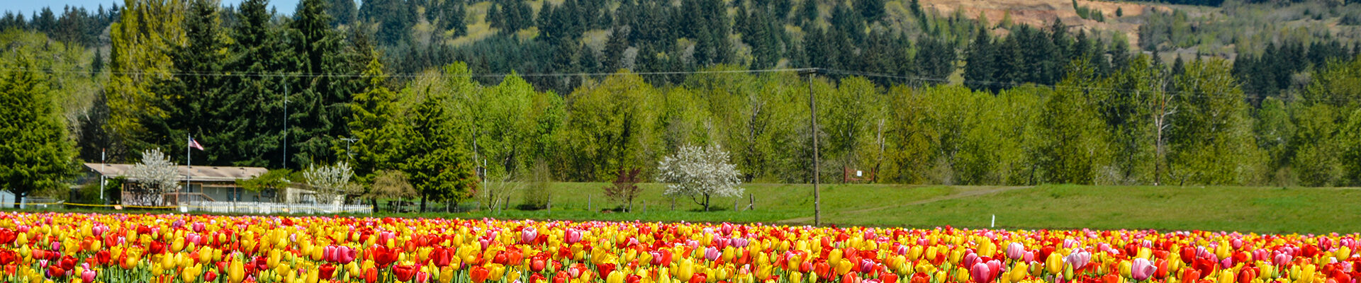 Flower bed of tulips at Woodland Tulip festival